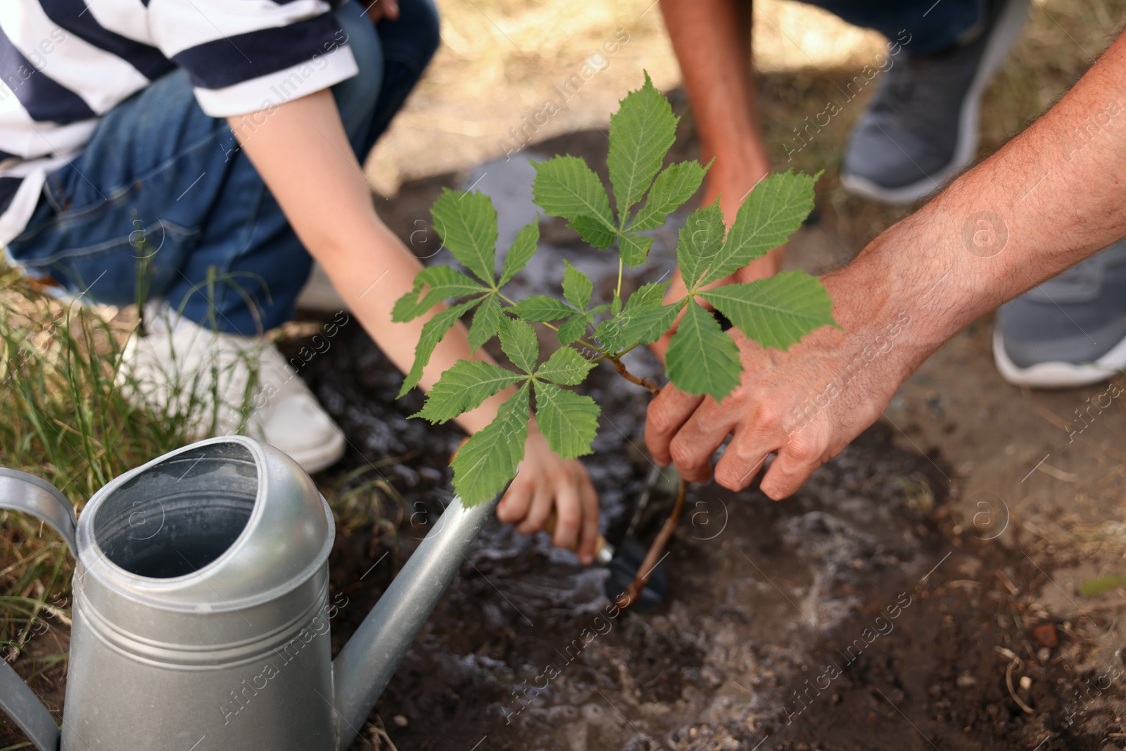 Father and his son planting tree into soil outdoors, closeup Photo of Father and his son planting tree into soil outdoors, closeup