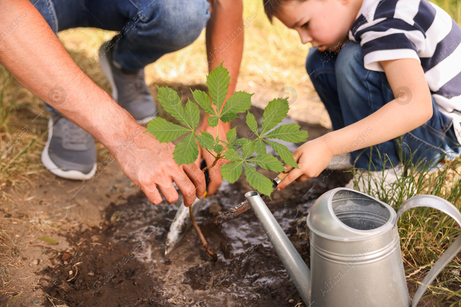 Father and his son planting tree into soil outdoors, closeup Photo of Father and his son planting tree into soil outdoors, closeup