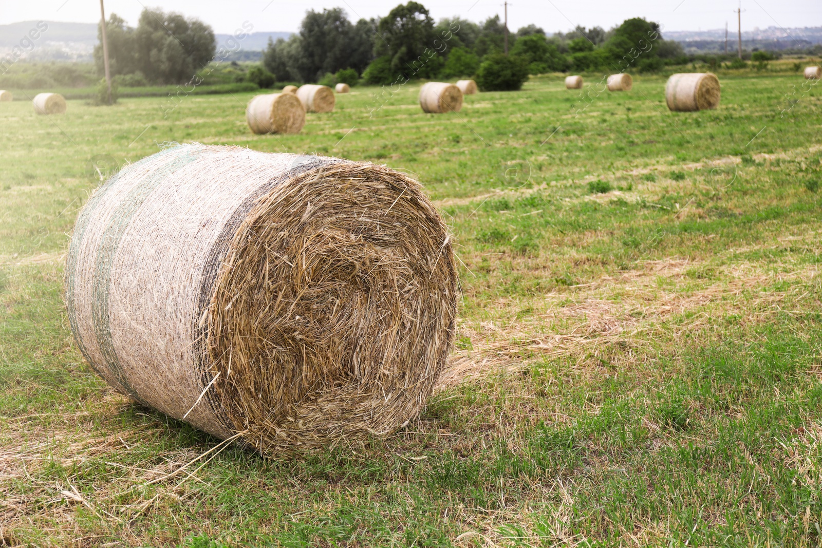 Hay bale on green grass in field. Space for text Photo of Hay bale on green grass in field. Space for text
