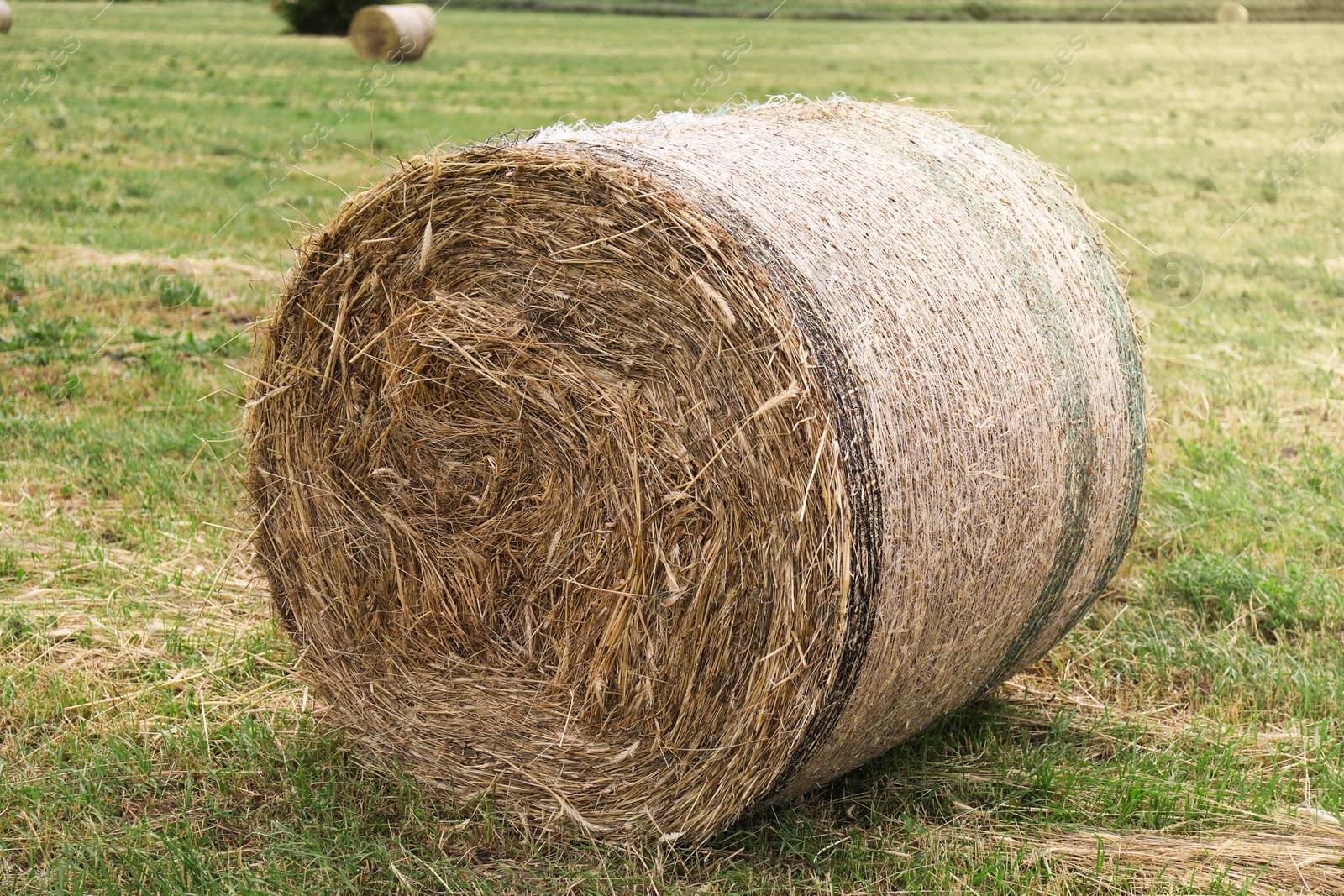 Hay bale on green grass in field Photo of Hay bale on green grass in field