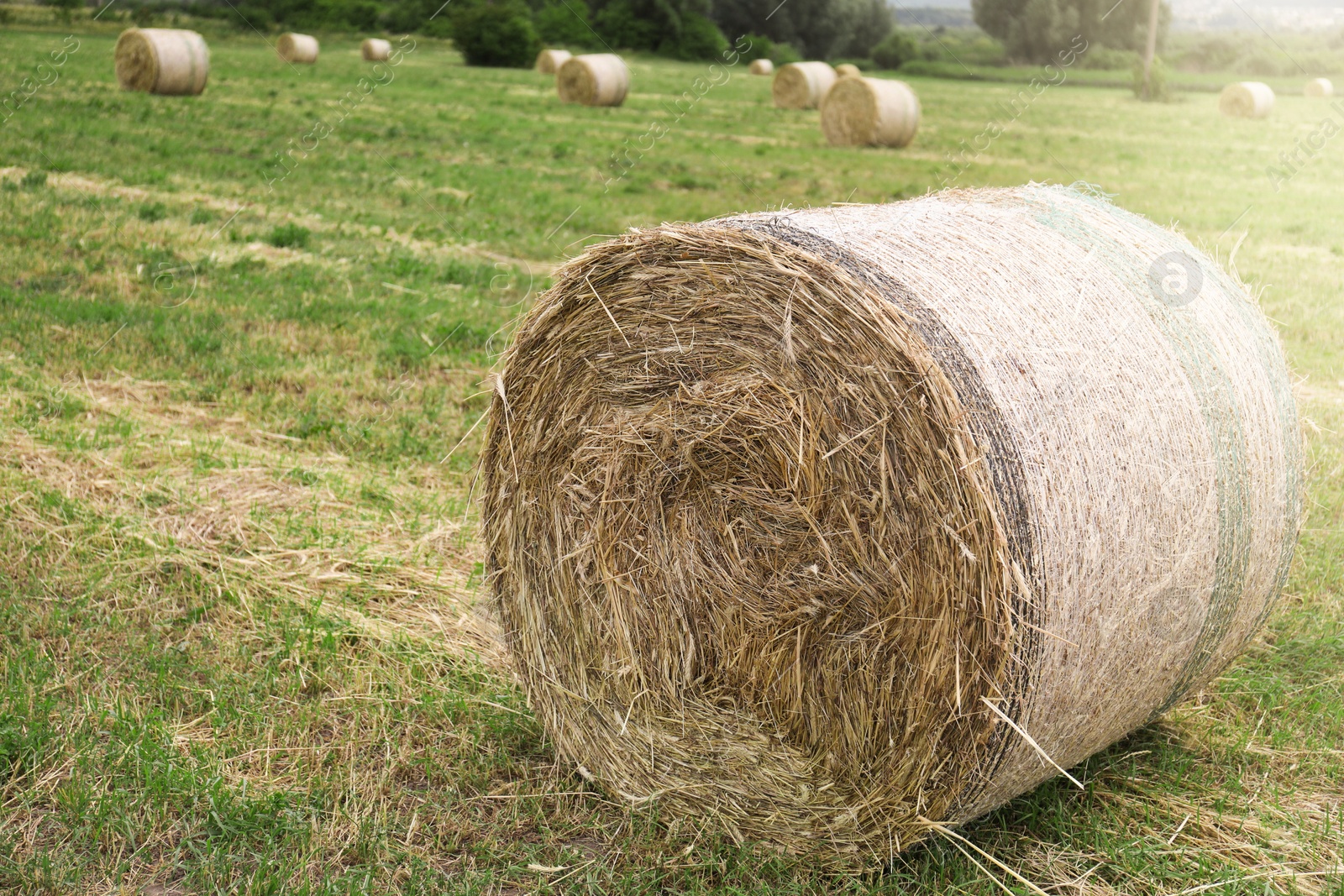 Hay bale on green grass in field. Space for text Photo of Hay bale on green grass in field. Space for text