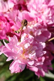 Photo of Beautiful pink peony flowers growing outdoors, closeup