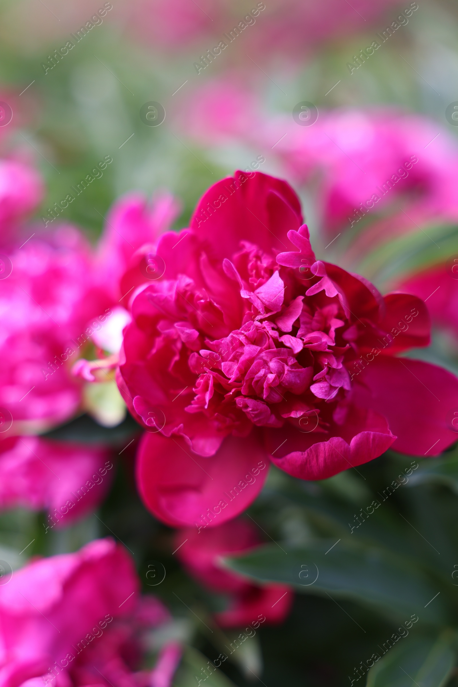 Beautiful pink peony flowers growing outdoors, closeup Photo of Beautiful pink peony flowers growing outdoors, closeup