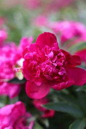 Photo of Beautiful pink peony flowers growing outdoors, closeup