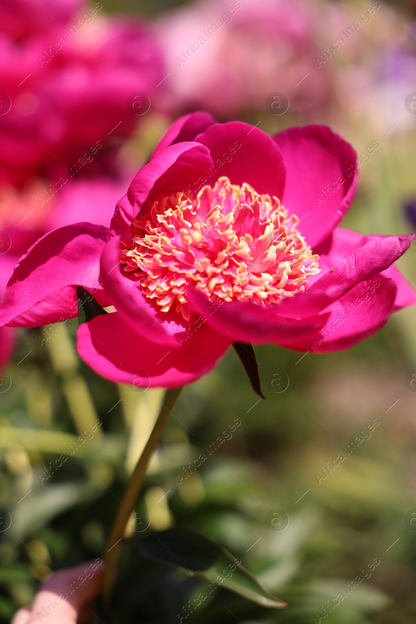 Beautiful pink peony flowers growing outdoors, closeup Photo of Beautiful pink peony flowers growing outdoors, closeup