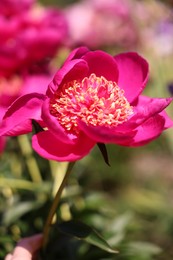 Photo of Beautiful pink peony flowers growing outdoors, closeup
