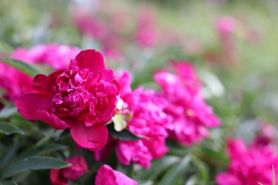 Photo of Beautiful pink peony flowers growing outdoors, closeup. Space for text