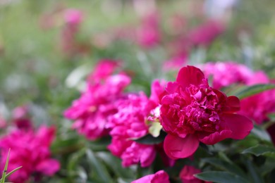 Photo of Beautiful pink peony flowers growing outdoors, closeup. Space for text