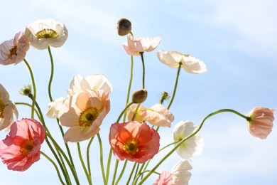 Photo of Beautiful poppy flowers against blue sky, closeup