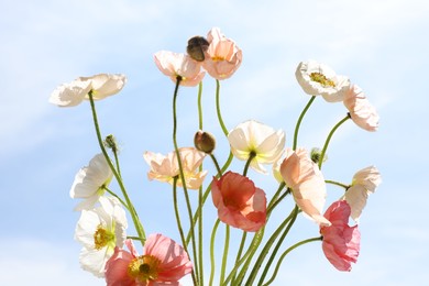 Photo of Beautiful poppy flowers against blue sky, closeup
