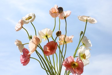 Photo of Beautiful poppy flowers against blue sky, closeup