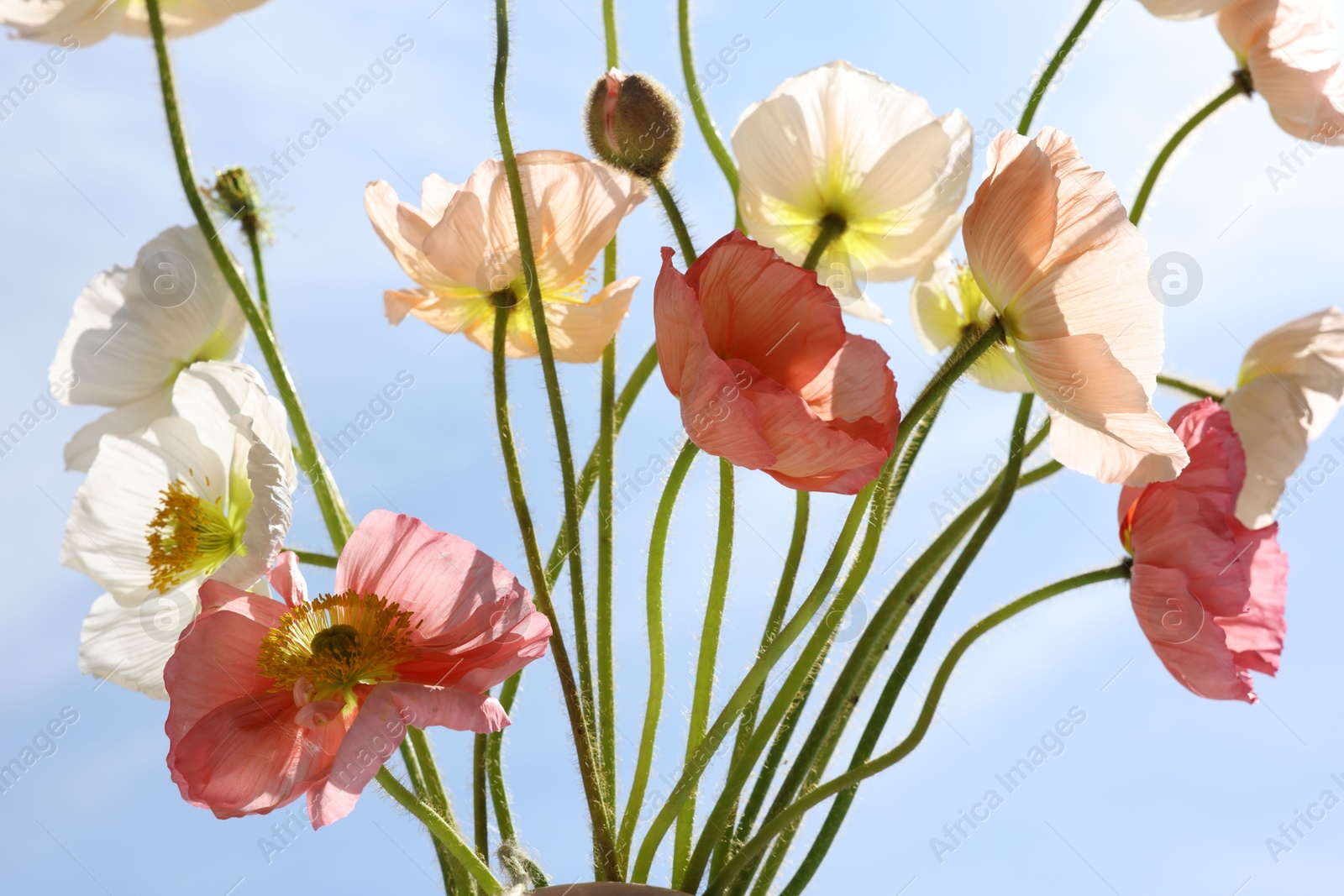 Beautiful poppy flowers against blue sky, closeup Photo of Beautiful poppy flowers against blue sky, closeup