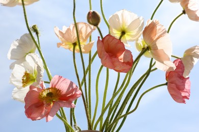 Photo of Beautiful poppy flowers against blue sky, closeup