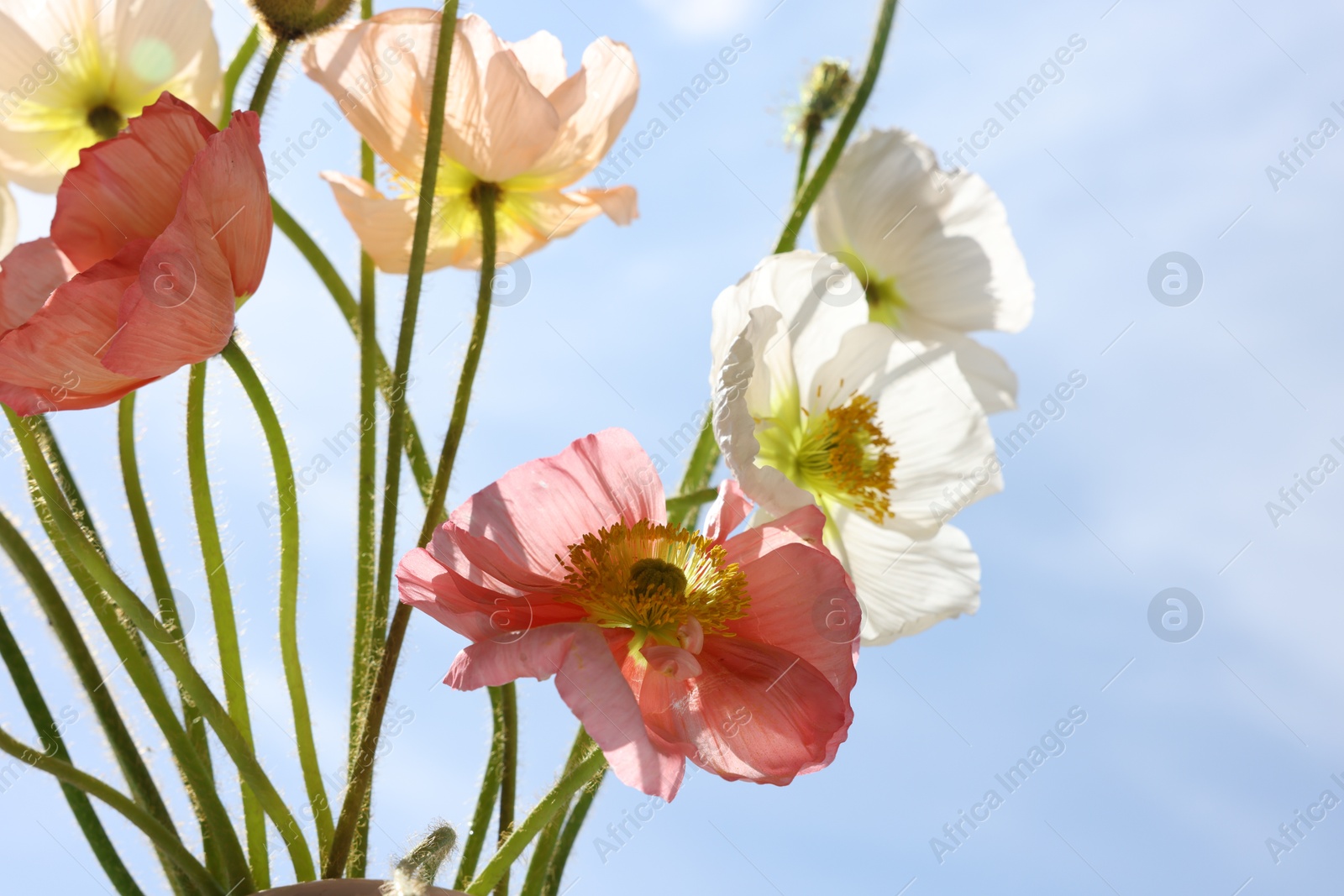 Beautiful poppy flowers against blue sky, closeup Photo of Beautiful poppy flowers against blue sky, closeup