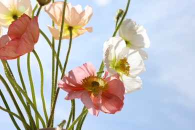 Photo of Beautiful poppy flowers against blue sky, closeup