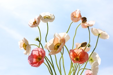 Photo of Beautiful poppy flowers against blue sky, closeup