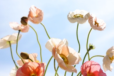 Photo of Beautiful poppy flowers against blue sky, closeup