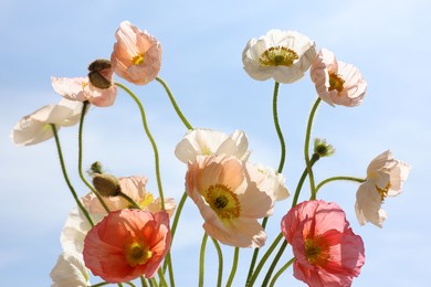 Photo of Beautiful poppy flowers against blue sky, closeup