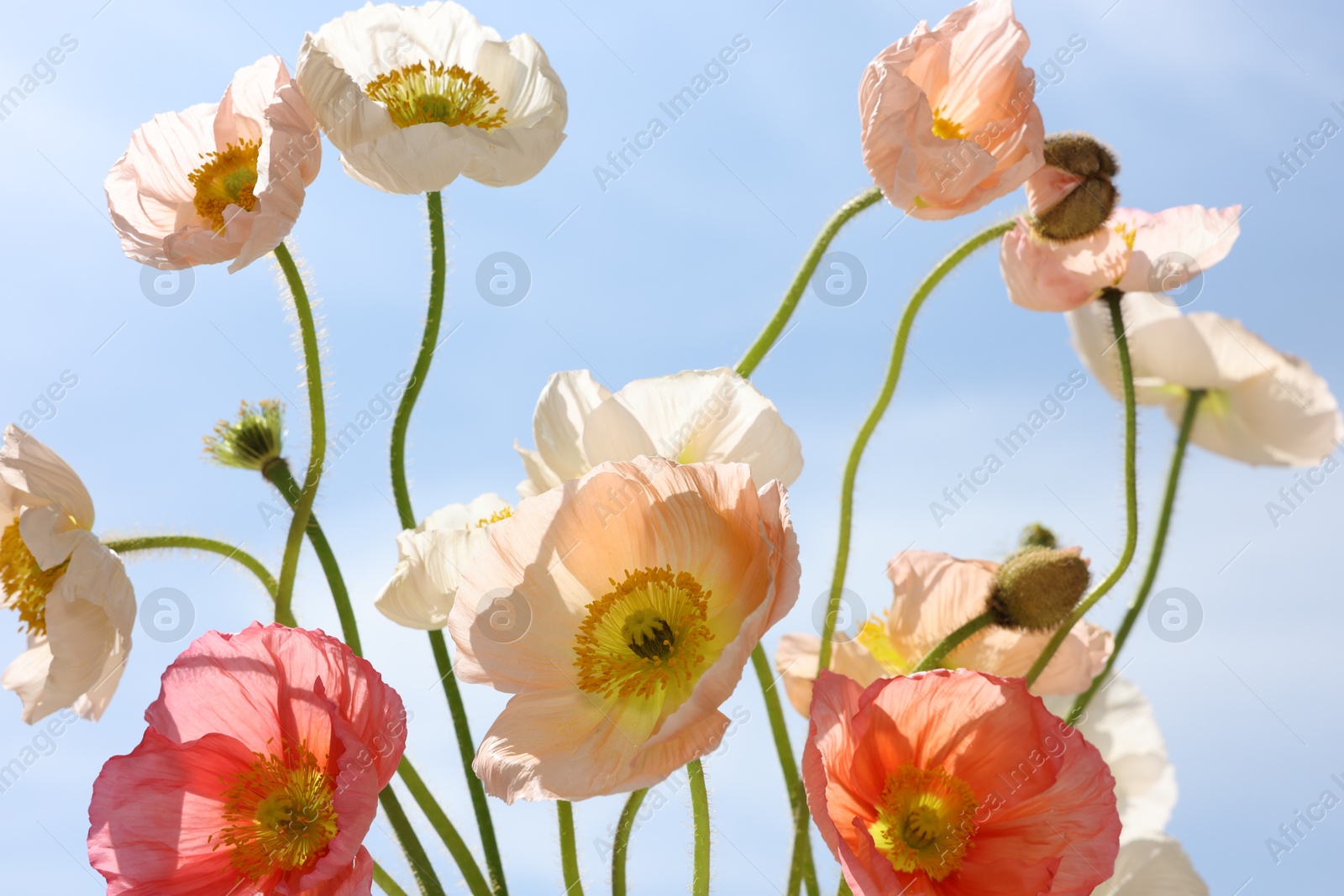 Beautiful poppy flowers against blue sky, closeup Photo of Beautiful poppy flowers against blue sky, closeup