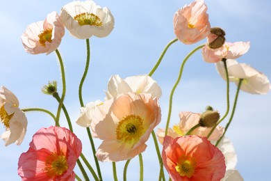 Photo of Beautiful poppy flowers against blue sky, closeup