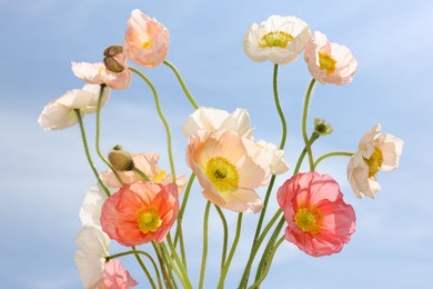 Photo of Beautiful poppy flowers against blue sky, closeup