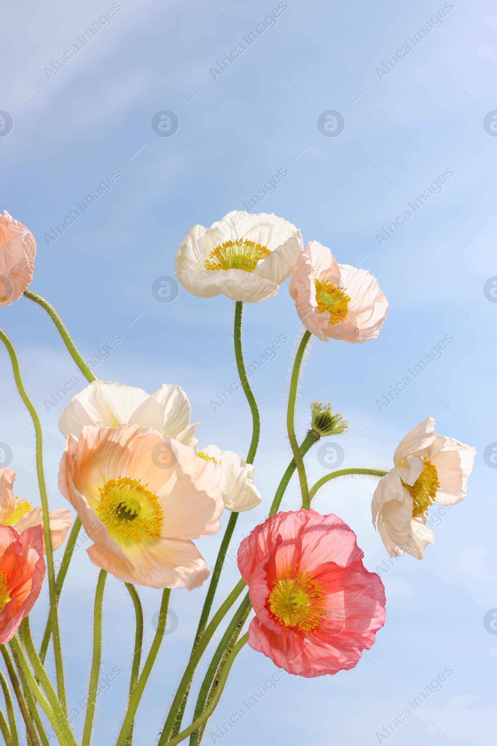Beautiful poppy flowers against blue sky, closeup Photo of Beautiful poppy flowers against blue sky, closeup