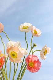 Photo of Beautiful poppy flowers against blue sky, closeup