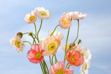 Photo of Beautiful poppy flowers against blue sky, closeup