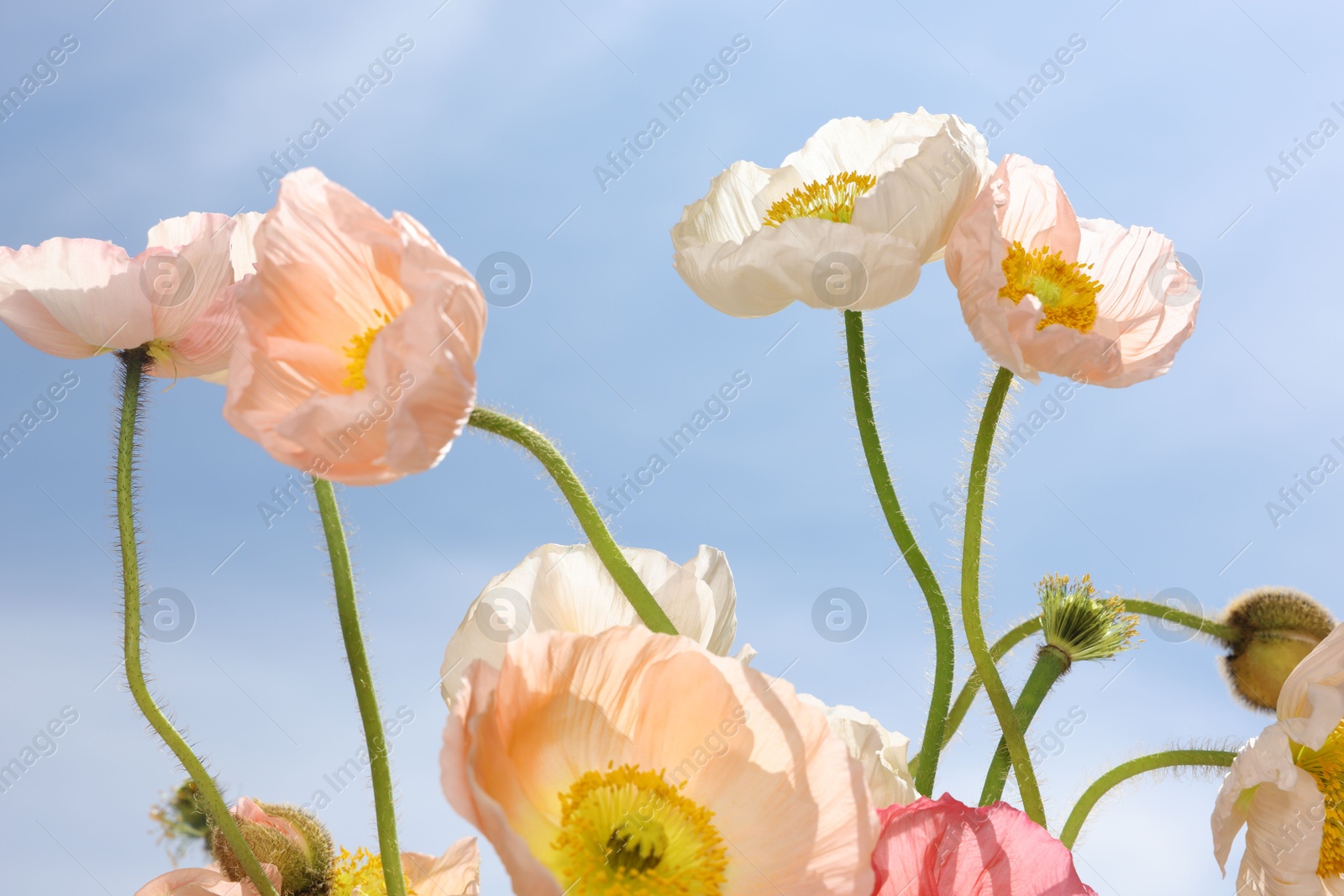 Beautiful poppy flowers against blue sky, closeup Photo of Beautiful poppy flowers against blue sky, closeup