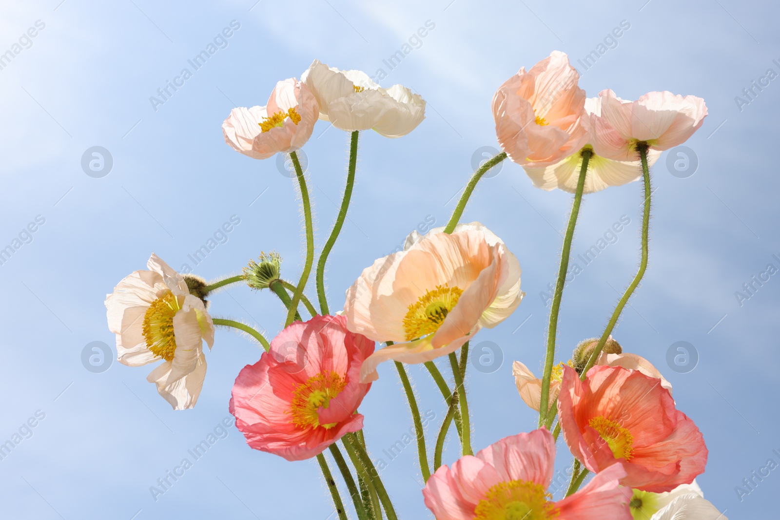 Beautiful poppy flowers against blue sky, closeup Photo of Beautiful poppy flowers against blue sky, closeup
