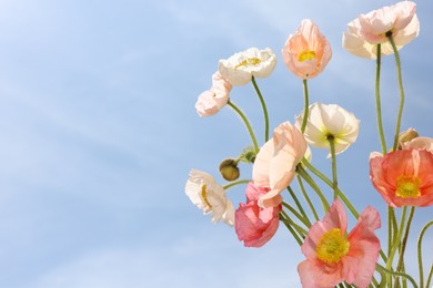 Photo of Beautiful poppy flowers against blue sky, closeup. Space for text