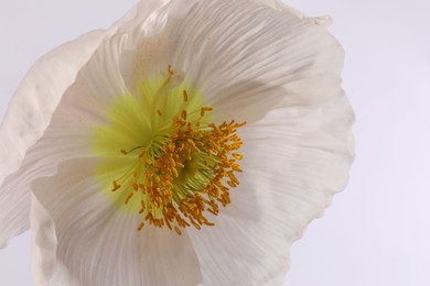 Photo of Beautiful poppy flower on white background, closeup
