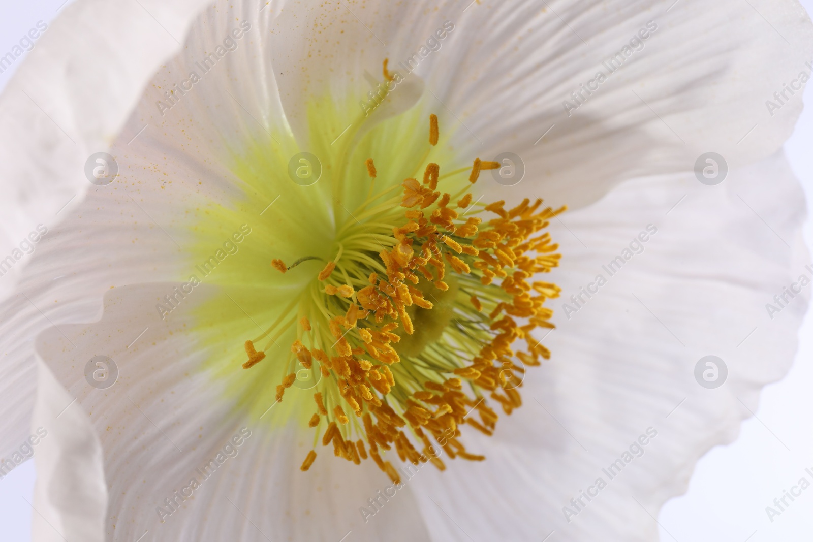 Beautiful poppy flower on white background, closeup Photo of Beautiful poppy flower on white background, closeup