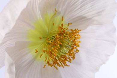 Photo of Beautiful poppy flower on white background, closeup