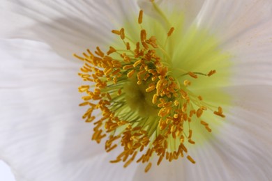 Photo of Beautiful poppy flower on white background, closeup