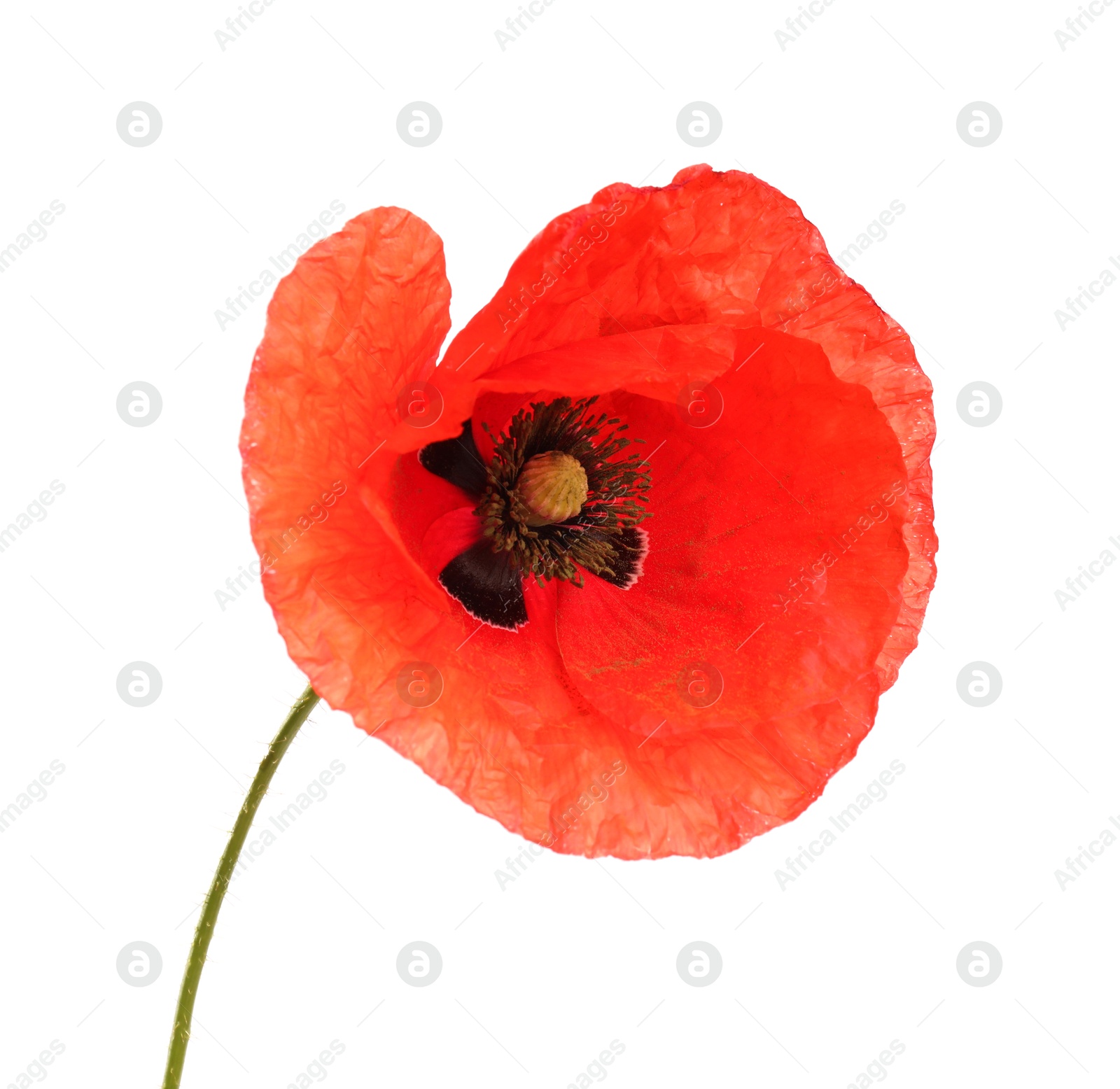 Beautiful red poppy flower isolated on white Photo of Beautiful red poppy flower isolated on white