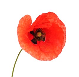 Photo of Beautiful red poppy flower isolated on white