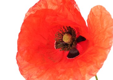Photo of Beautiful red poppy flower isolated on white