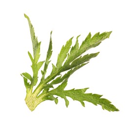 Photo of Leaf of poppy plant isolated on white