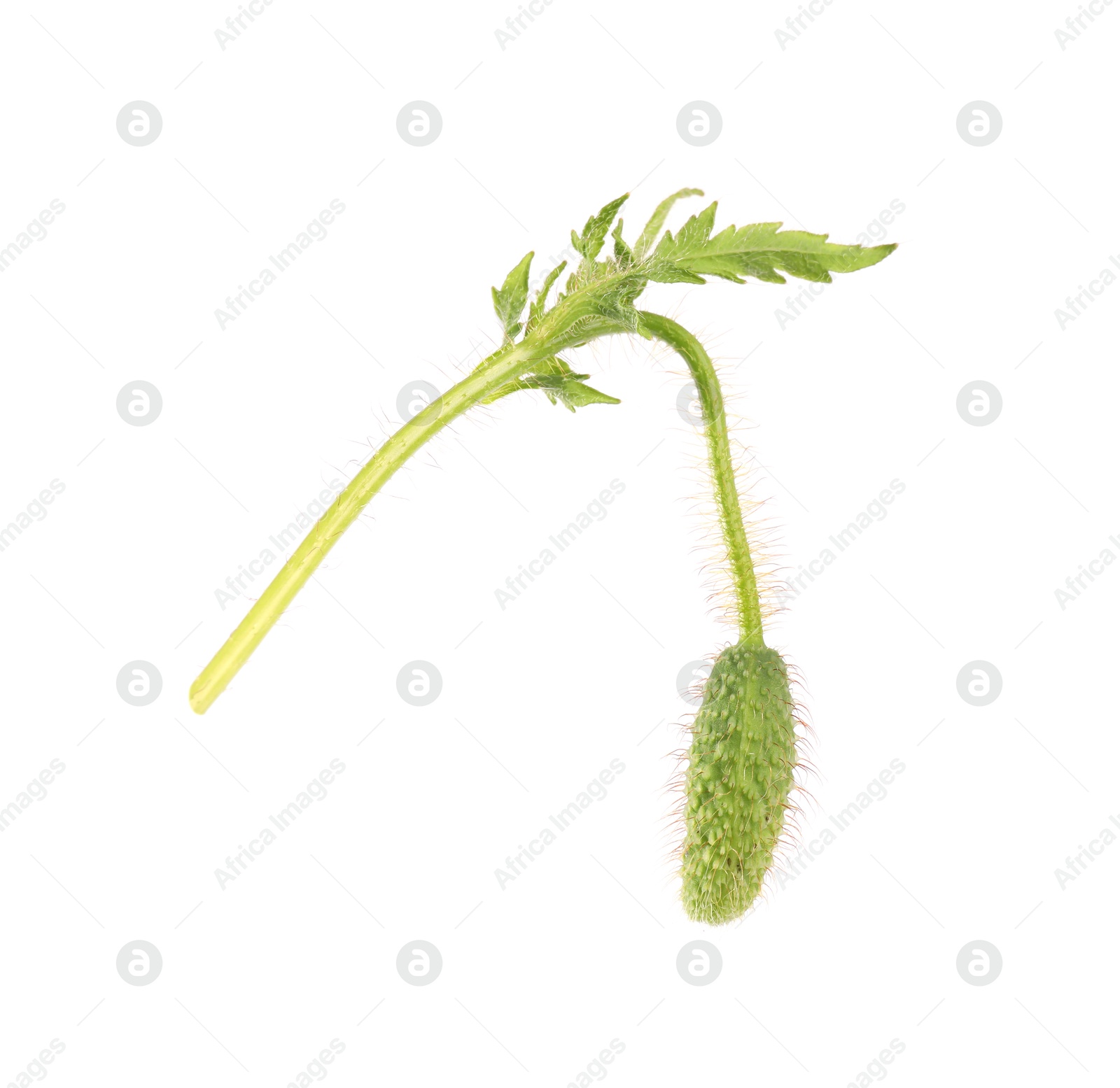 Poppy plant with bud and leaf isolated on white Photo of Poppy plant with bud and leaf isolated on white