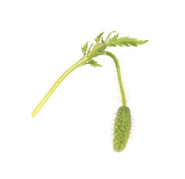 Photo of Poppy plant with bud and leaf isolated on white