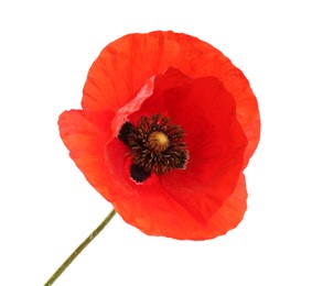 Photo of Beautiful red poppy flower isolated on white