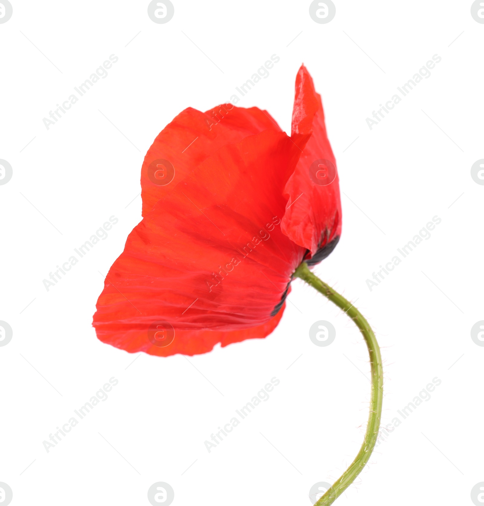 Beautiful red poppy flower isolated on white Photo of Beautiful red poppy flower isolated on white