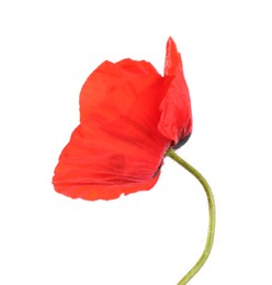 Photo of Beautiful red poppy flower isolated on white