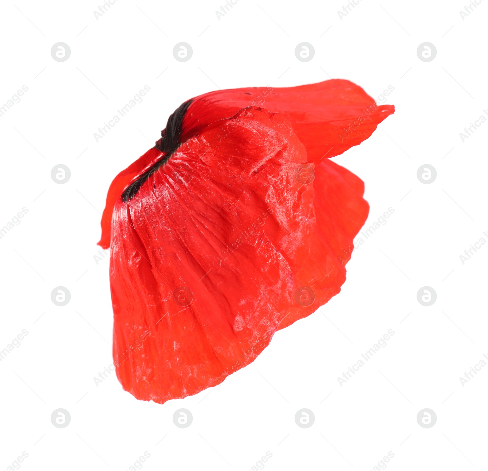 Photo of Beautiful red poppy flower isolated on white