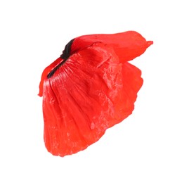 Photo of Beautiful red poppy flower isolated on white