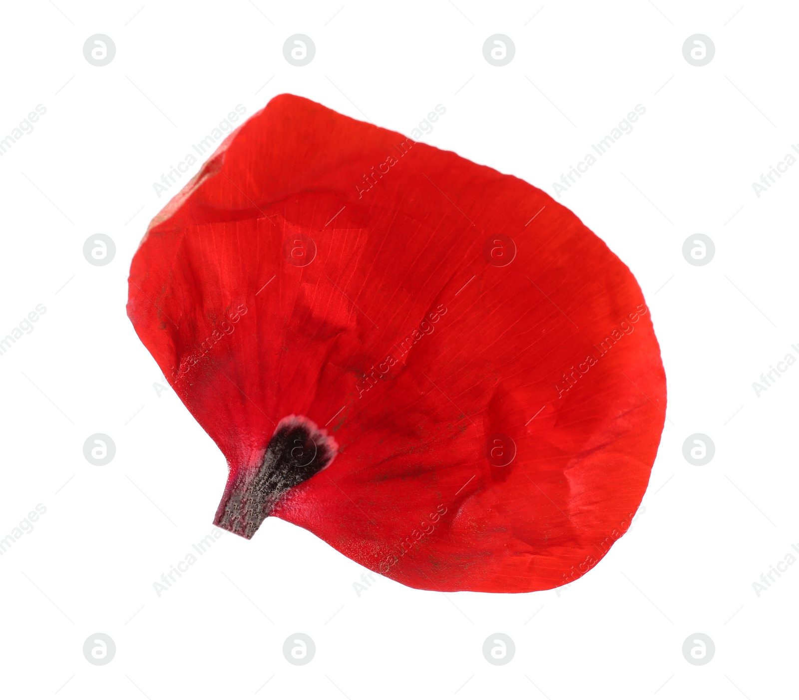Petal of red poppy flower isolated on white Photo of Petal of red poppy flower isolated on white