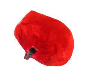 Photo of Petal of red poppy flower isolated on white