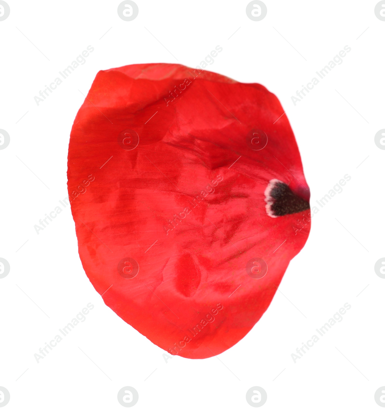 Petal of red poppy flower isolated on white Photo of Petal of red poppy flower isolated on white