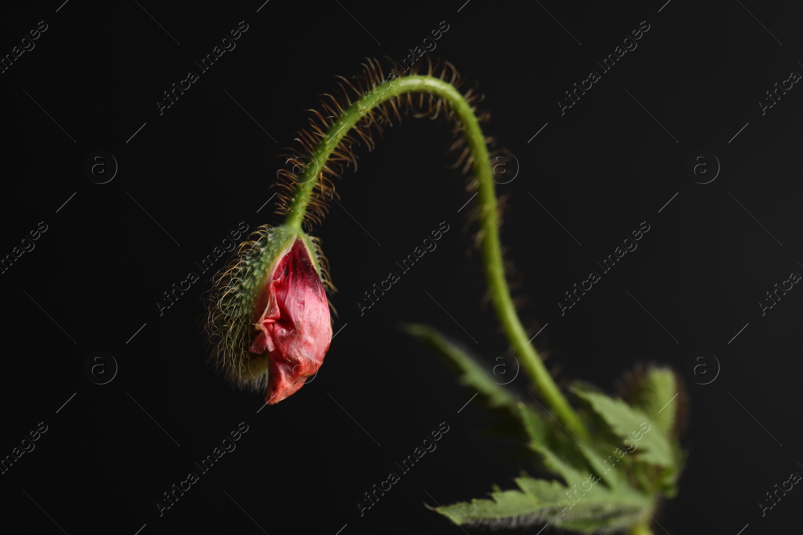 Poppy plant with bud and leaves on black background, closeup Photo of Poppy plant with bud and leaves on black background, closeup